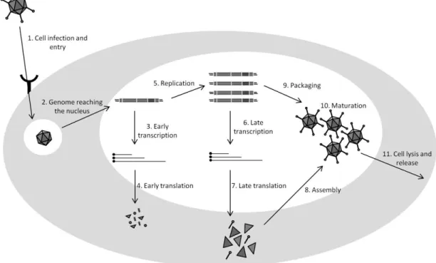Figure  2.  Adenovirus  replication  cycle.  Briefly,  after  cell  binding  (1),  the  mature  viral  particle  is  internalized  and  transported  towards  the  nucleus  (2)