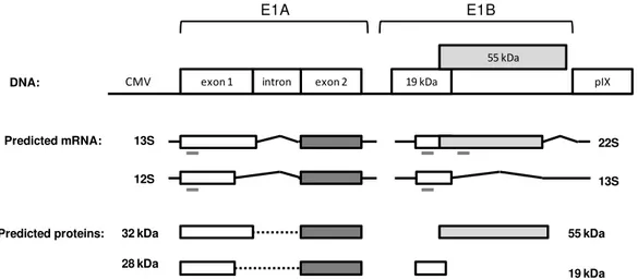 Figure  1  –  Schematic  representation  of  the  DNA  E1  region  used  to  express  in  MDCK-E1  transcomplementing  cells  and the  predicted  major  mRNA and  protein derived  from  E1A  and  E1B  genes