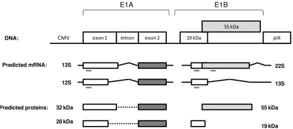 Figure  1  –  Schematic  representation  of  the  DNA  E1  region  used  to  express  in  MDCK-E1  transcomplementing  cells  and the  predicted  major  mRNA and  protein derived  from  E1A  and  E1B  genes