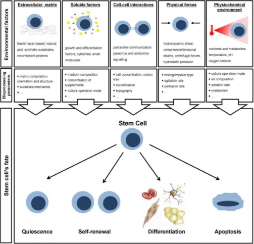 Figure  1.3.  Environmental  factors  and  bioprocessing  parameters  impacting  stem  cell  fate  decisions (quiescence, self-renewal, differentiation and apoptosis)