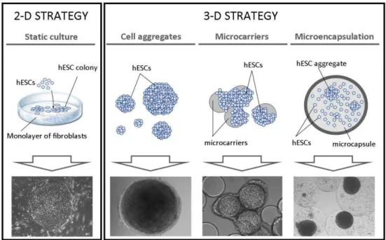 Figure  1.4.  Two-dimensional  (2-D)  and  three-dimensional  (3-D)  strategies  for  cultivation of human embryonic stem cells (hESCs)