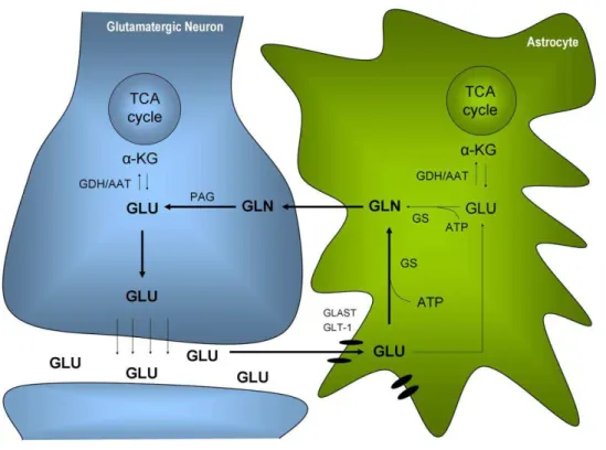 Figure  1.4  -  The  glutamate-glutamine  cycle.  After  synaptic  release  of  glutamate  (GLU)  by  neurons,  astrocytes are responsible for its uptake via specific high-affinity glutamate transporters (GLAST and GLT-1)  to  prevent  neuronal  excitotoxi