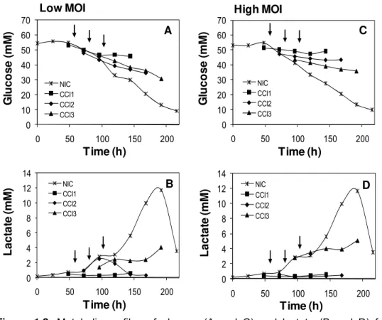 Figure 1.2. Metabolic profiles of glucose (A and C) and lactate (B and D) for  uninfected and infected Sf9 cultures with a low and a high MOI, without medium  exchange