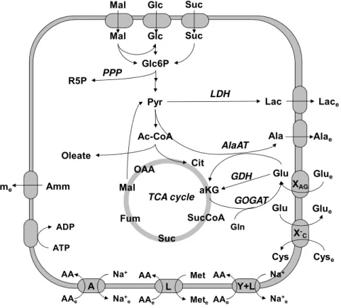 Figure 2.1. Main metabolic pathways considered in the central metabolism of Sf9  cells