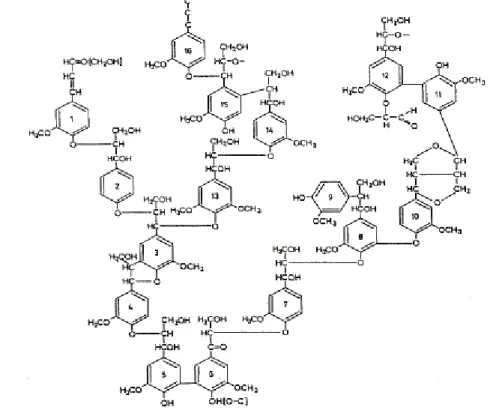 Figura 1. 8. Segmento estrutural da lenhina de uma resinosa (Alder, 1977) [5]. 