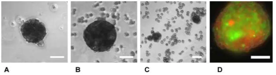 Figure  3.2.:  Cell  spheroids  collected  at  day  3  from:  (A)  stirred  tank  bioreactors  containing  co- co-cultures  of  mouse  embryonic  fibroblasts  (mef)  and  hepatocytes;  (B)  stirred  tank  bioreactors  containing  monocultures  of  hepatocy