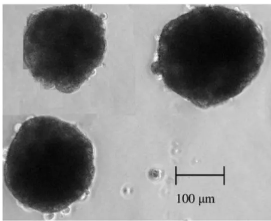 Figure  2.2.:  Phase  contrast  microscopy  with  an  amplification  of  100x,  of  a  3D  hepatocyte  spheroid, cultured in stirred tanks and sample collected at day 3 of culture