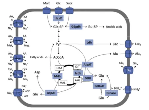 Figure 1. Metabolism of Sf9 cells. The enzyme activities determined in this work are shown in  boxes and are representative of the main metabolic pathways: hexokinase (HexK),  glucose-6-phosphate  dehydrogenase  (G6pdh),  lactate  dehydrogenase  (Ldh),  NA