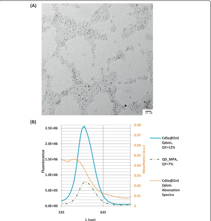 Figure 1 Characterization of the synthesized CdSe/ZnS QD nanoparticles. (A) TEM image (acceleration voltage of 200 kV) of CdSe cores after 5 monolayer’s of ZnS