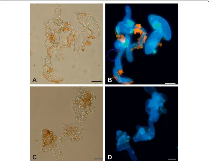 Figure 6 DAB assay for H 2 O 2 detection. (A, B) Cell suspension culture treated with 100 nM of QDs plus DAB