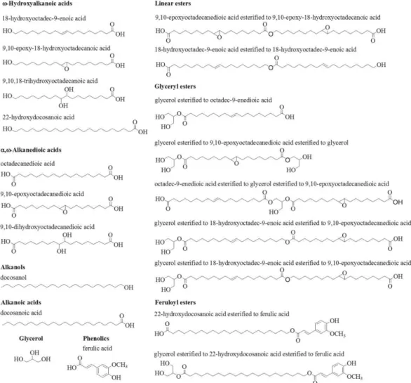 Figure  2|  Representative  chemical  structures  of  monomers  and  oligomers  detected  after  suberin  depolymerisation