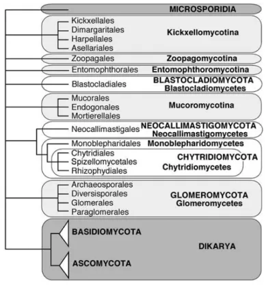 Figure 1 –  Phylogeny and classification of fungi according to Hibbett  et al. [19] 