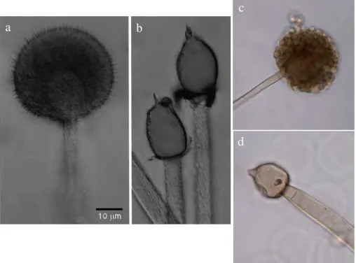 Figure  4   Asexual reproductive structures from  M.  plumbeus. Images a and c: 