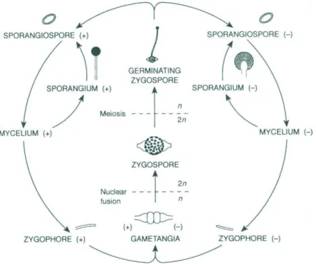 Figure  5  –  Schematic  representation  of  the  life  cycle  of  Mucor  mucedo  (from  Carlile et al
