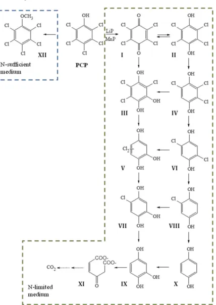 Figure 8  PCP degradation pathway proposed for Phanerochaete chrysosporium 