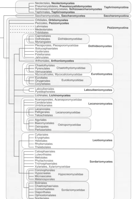Fig. 1.3. Phylogeny and classification of the phylum Ascomycota according to Hibbett et al