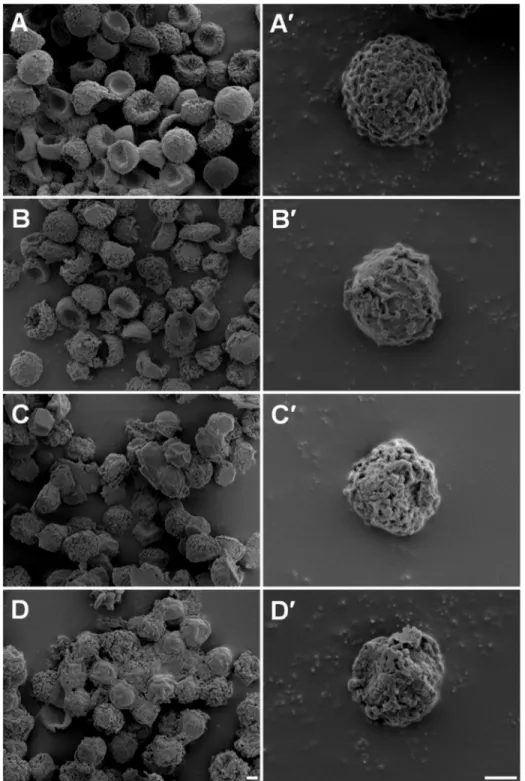 Fig. 2.5.  Scanning Electron Microscopy (SEM) analysis of conidia treated with 100 mM of  alkyltributylphosphonium  chlorides,  [P 4 4 4 n ]Cl  (n = 1,  8  or  12),  during  two  hours  of  incubation