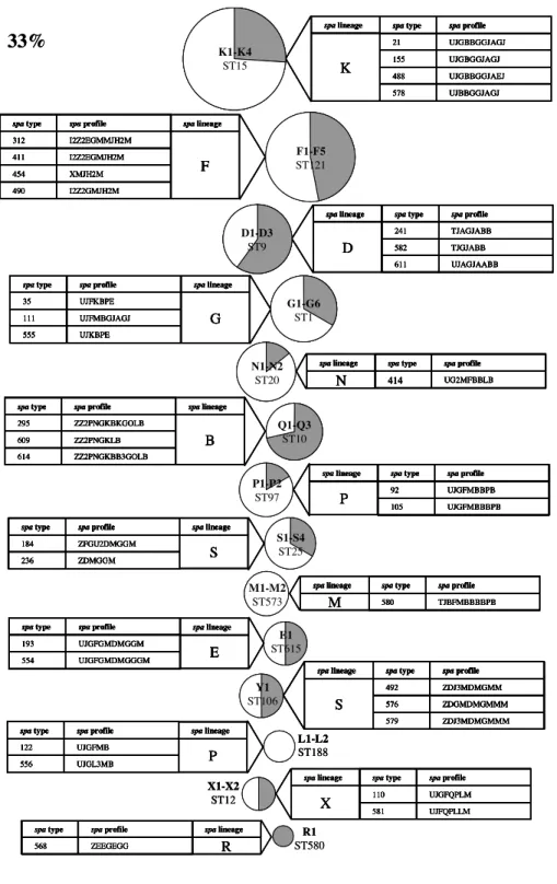 Figure 1. Continued. 33% R1 ST580ZEEGEGG568spaprofilespatypeRspalineage UJBBGGJAGJ578 UJGBBGGJAEJ488UJGBGGJAGJ155 UJGBBGGJAGJ21spaprofilespatypeKspalineageK1-K4ST15I2Z2GMJH2M490XMJH2M454I2Z2EGMJH2M411I2Z2EGMMJH2M312spaprofilespatypeFspalineageF1-F5ST121UJA