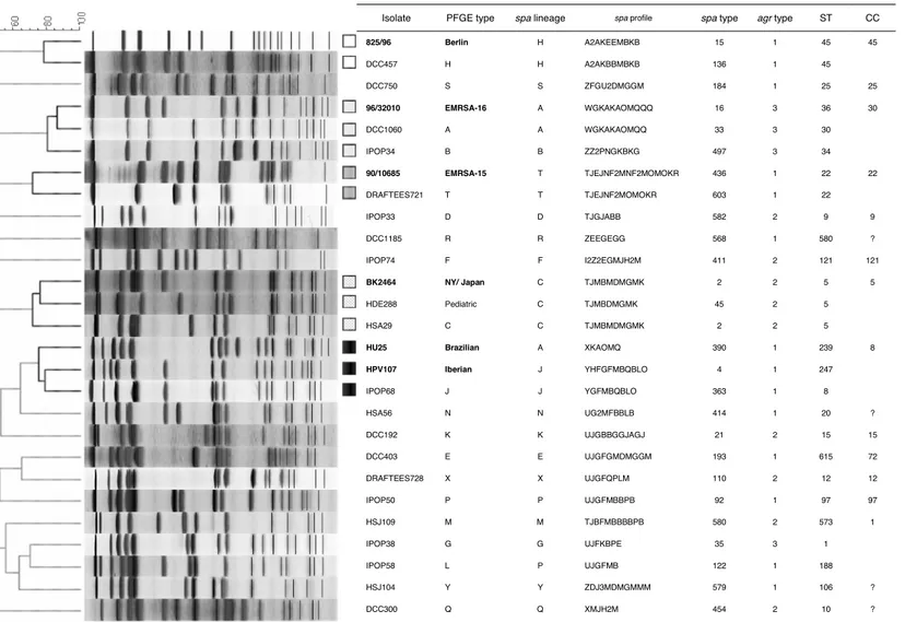 Figure 2. Molecular characterization of MSSA strains and comparison with MRSA pandemic clones