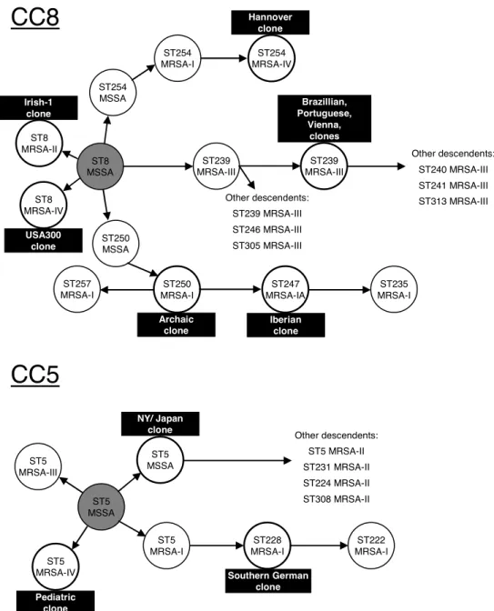 Figure  3.  Evolutionary  origins  of  the  main  MRSA  clones  belonging  to  each  major  clonal  complex  (CC), CC8, CC5, CC22, CC30 and CC45
