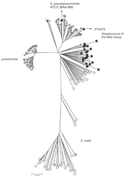 Figure  1.  Genetic  relationships  of  the  strains  determined  by  MLSA.  The  symbols  represent:  black  square,  strains  described  in  this  study,  grey  triangle,  strains  described by W