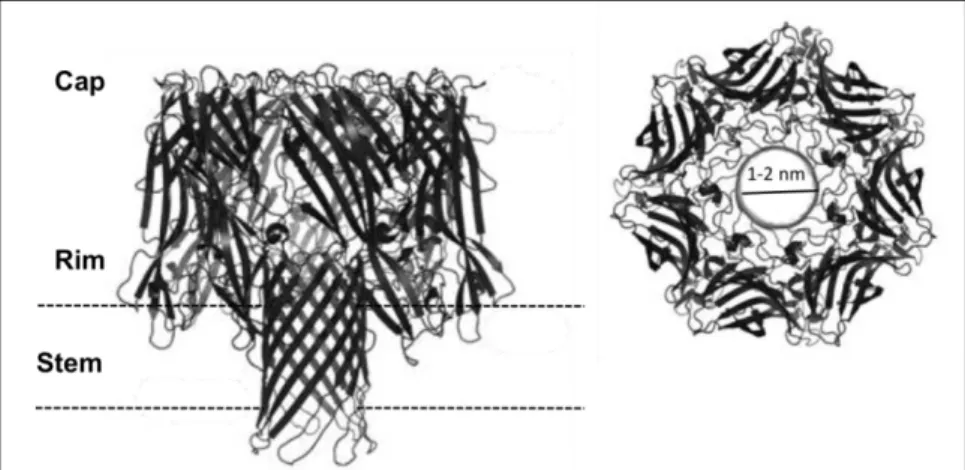 Figure  4. Crystal  structure  of S.  aureus  alpha-hemolysin  derived  from  the  RCSB  Protein  Data  Bank  (PDB,  7AHL)  and  modeled  using  PyMOL  v.1.6