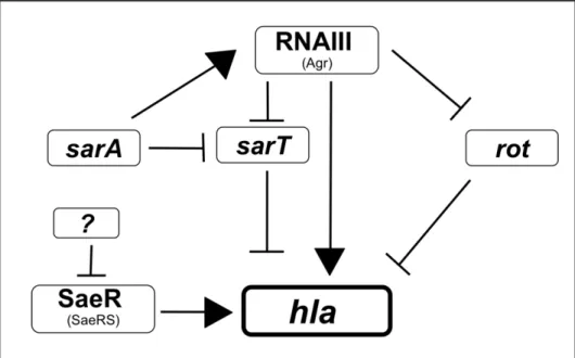 Figure 5. Schematic overview of the most probable regulatory interactions involved in the hla expression