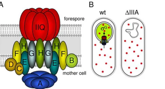 Figure 8. The SpoIIIA proteins in the mother cell and SpoIIQ in the forespore form a secretion complex