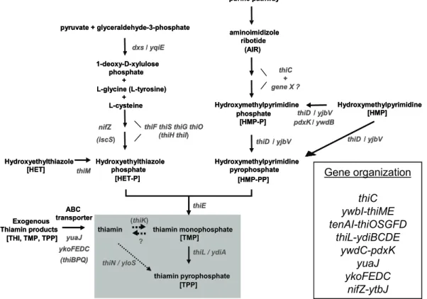 Figure 1:  Thiamin biosynthesis and salvage pathway of Bacillus  subtilis.  B. subtilis  thi  genes were previously identified by genetic,  biochemical, and/or in silico evidence [Begley et al., 1999; Melnick et al.,  2004; Park et al., 2003; Park et al., 