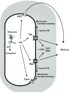 Figure I-1:  Protein export pathways in B. subtilis.  Adapted from  Tjalsma  et al., 2004