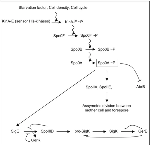 FIGURE I-5: Initiation of the sporulation process in B.  subtilis.                                    