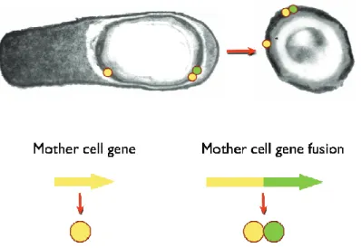 FIGURE I-7: Spore display concept in B. subtilis. Courtesy of C. Serra and  A.O. Henriques (ITQB-NL)
