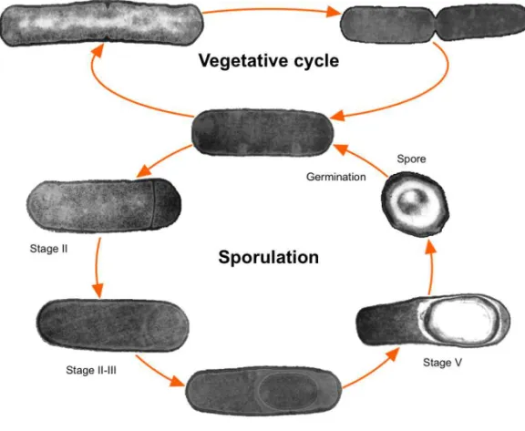 Figure  1.  The  sporulation  and  vegetative  cycles  of  Bacillus  subtilis .  A  vegetatively  growing cell is defined as stage 0