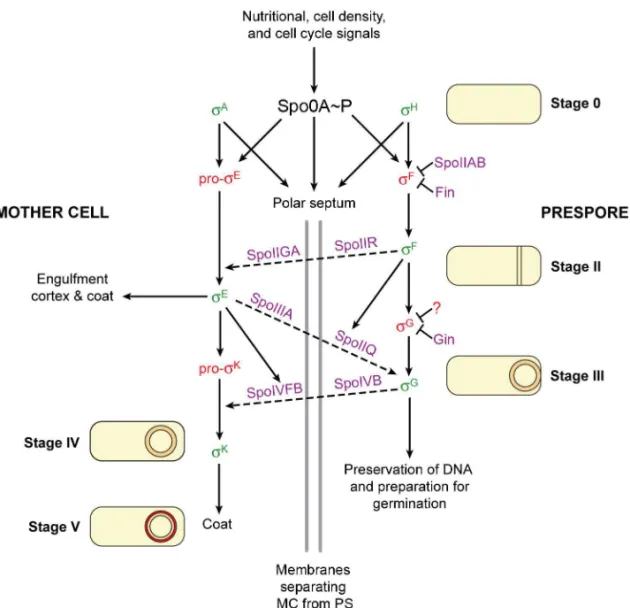 Figure  2.  Regulatory  network  during  Bacillus  subtilis   sporulation.  Solid  arrows  indicate dependence relationships between  σ  factors (green means active and red means  inactive) and target genes whose products bring about morphological change (