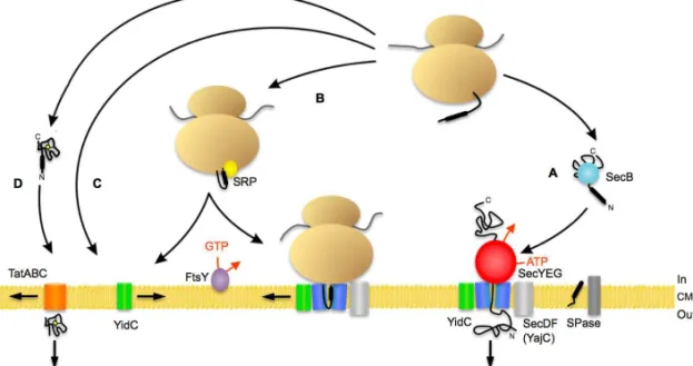 Figure  3.  Schematic  representation  of  bacterial  protein  targeting.  The  bacterial  Sec  translocon (blue) is composed of SecY, SecE, and SecG