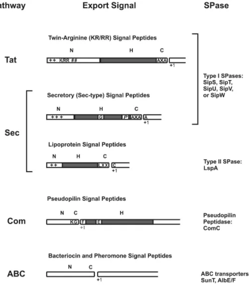Figure  4.  Classification  of  cleavable  N-terminal  signal  peptides .   Five  classes  were  defined  based  on  signal  peptidase  (SPase)  cleavage  sites  and  the  export  pathways  via  which the proteins are exported