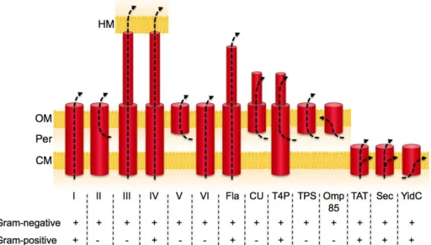 Figure 6. The bacterial protein export and secretion systems zoo. The arrows indicate  the path that is taken by the exported protein