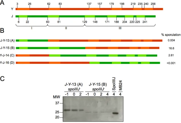 Figure  2.  Defining  functional  regions  in  SpoIIIJ.  Schematic  representation  of  (A)  the  two native proteins, YqjG (orange) and SpoIIIJ (green), and of (B) four chimerical proteins