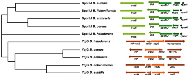 Figure  4.  Phylogenetic  tree  and  genomic  regions  of  several  Bacillus .  Phylogenetic  tree  constructed  with  ClustalW2  -  Phylogeny  (http://www.ebi.ac.uk/Tools/phylogeny/ 