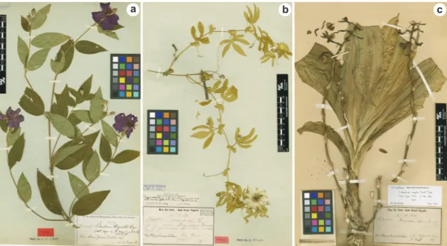 Figure 4 – Type specimens of plants named in honor of Anders Regnell – a. Tibouchina regnellii Cogn.; b