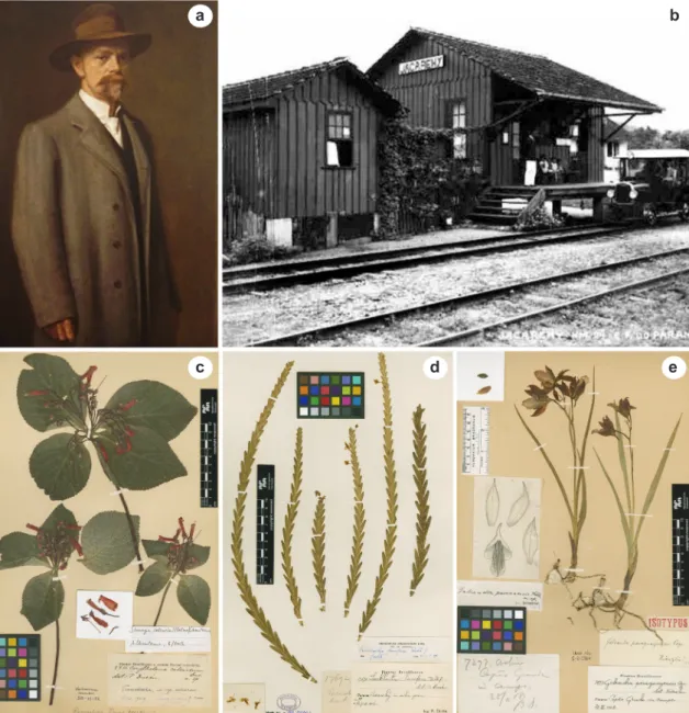 Figure 5 – Portrait, old train station in Paraná, where Per Dusén used to collect, and some type specimens collected by him in the  region – a