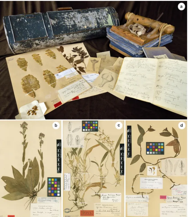 Figure 6 – Plant specimens collected by Dusén and some utensils used by botanists in the early twentieth century – a