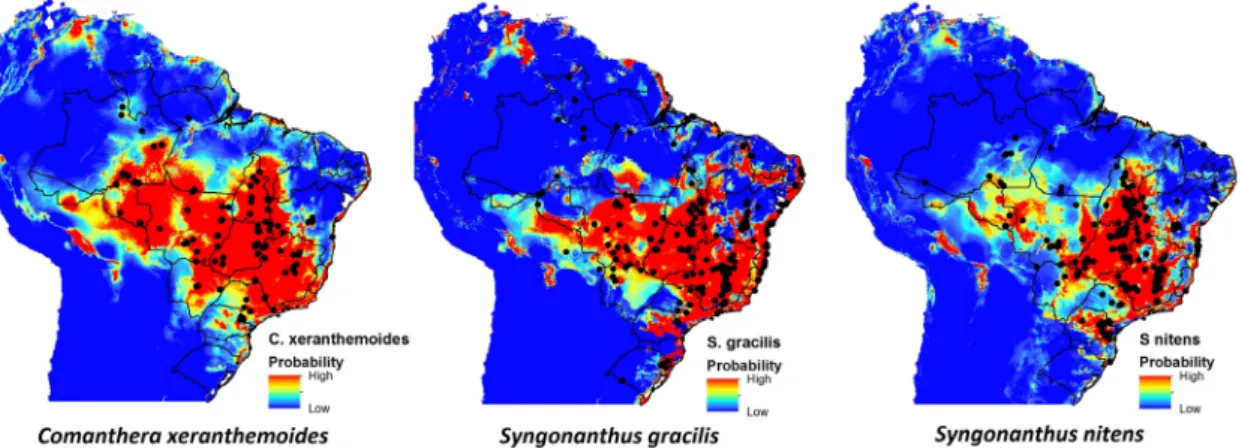 Figure 2 – Three examples of Eriocaulaceae species whose occurrence points and Species Distribution Modelling  show distribution restricted to the Amazon Rainforest biome