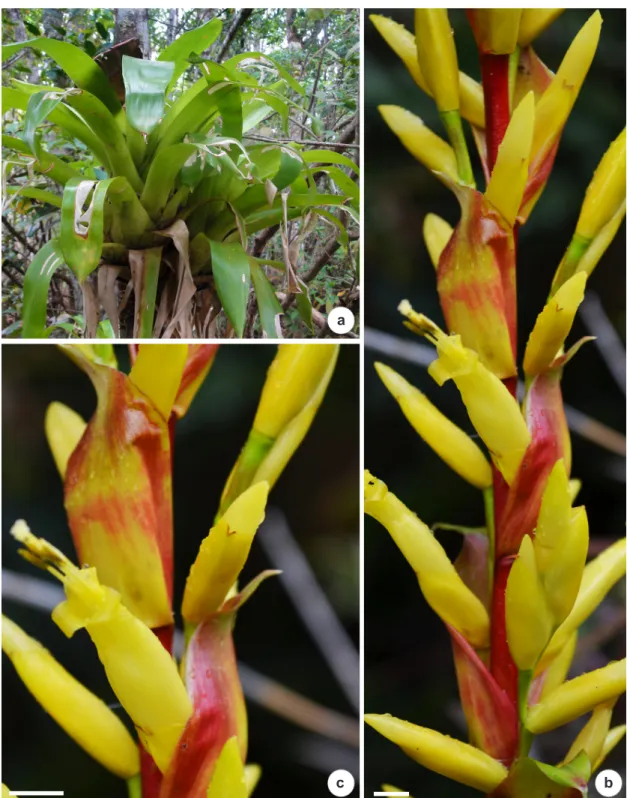 Figure 1 – Vriesea friburgensis Mez. – a. plant in habitat; b. inflorescence; c. flower (detail)