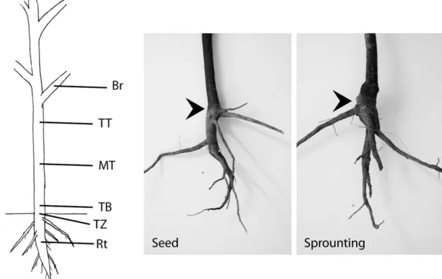 Figure 1 – Schematic illustration and detail of trees originating from seed and sprouting in  S