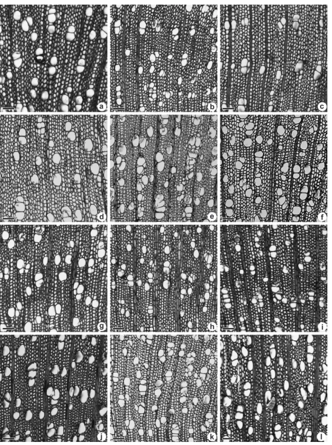 Figure 2 – a-f.  Sessea brasiliensis  transverse section of seed provenance. – a. root; b