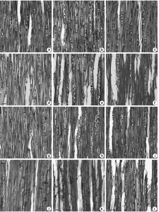 Figure 3 – a-f.  Sessea brasiliensis  tangential section of seed provenance. – a. root; b