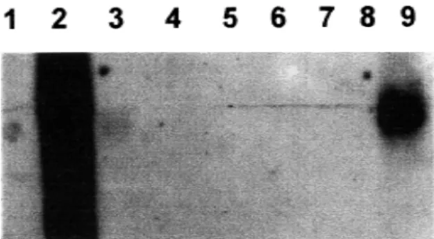 Fig. 1 - Northern-blot analysis of the p 27 gene. Lane 1. Negative control pBluescript without insert, 2