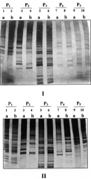 Fig. 2 – RAPD profiles produced from B. tenagophila  snails susceptible (a) and non-susceptible (b), using 1ng (I) and 2ng (II) of template DNA and primers (1) CTGCTGGGAC, lanes 1 and 2, (2) AGGGAACGAG, lanes 3 and 4, (3) GTGAGGCGTC, lanes 5 and 6, (4) GTT