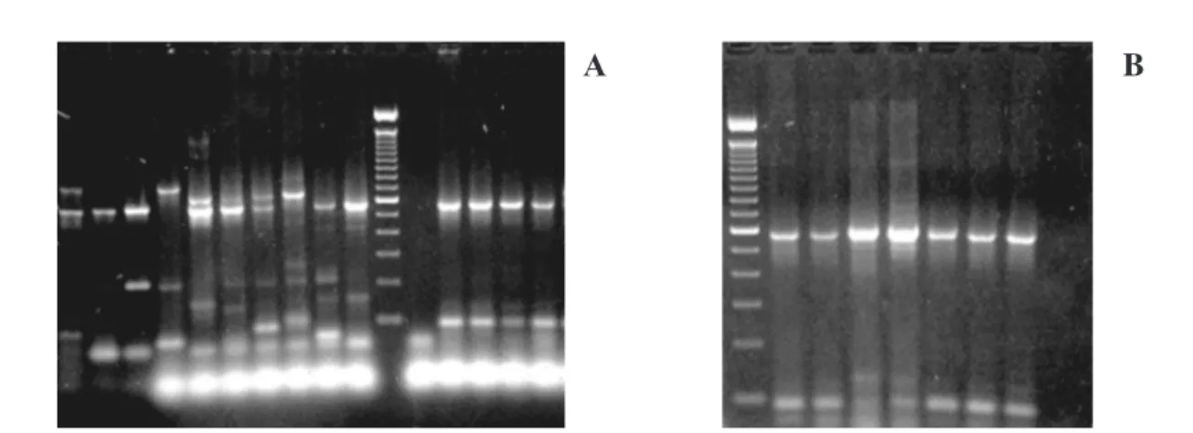 Fig 1 - Restriction site specific- polymerase chain reaction of dengue-2 viruses. A: agarose gel eletrophoresis of RSS-PCR products from reference isolates and Brazilian DEN-2 isolates; Lane 1: subtype A Puerto Rico strain (202), lane 2 subtype B1: Thailan